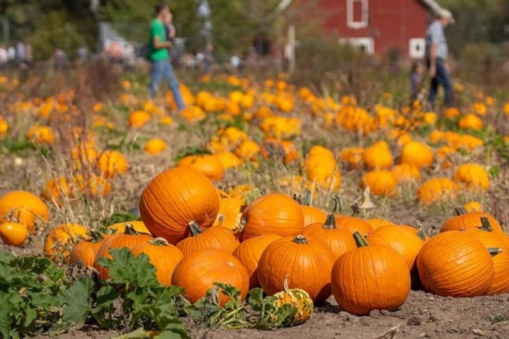 This is your fall wonderland. With a 10-acre pumpkin patch, hayrides, a 7-acre corn maze, and pony rides, this festival is perfect for families (and Instagram feeds).