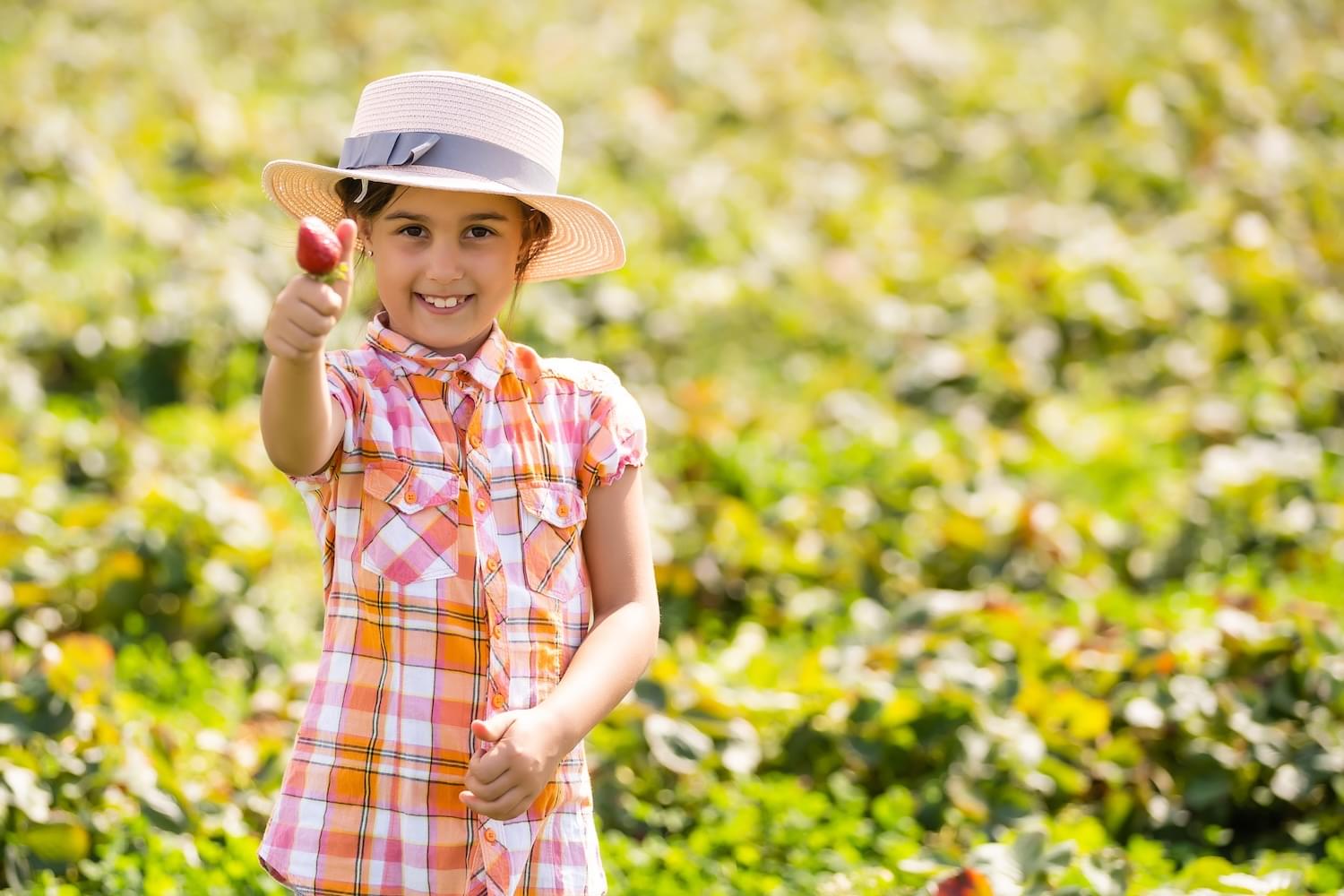 happy young child girl picking and eating strawberries on a plantation